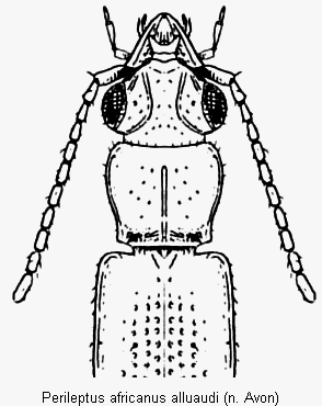 perileptus_alluaudi_vk.gif