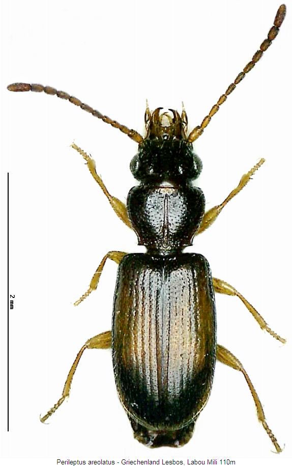 perileptus_areolatus_hab.jpg