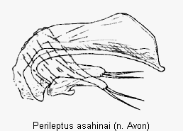perileptus_asahinai.gif