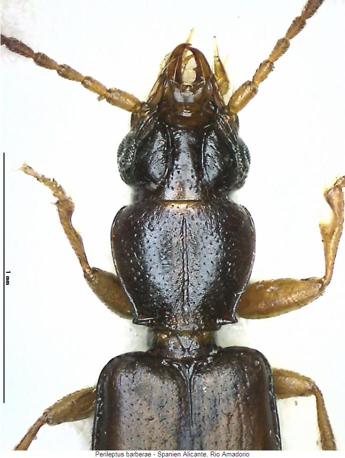 perileptus_barberae_vk.jpg