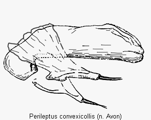perileptus_convexicollis.gif