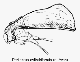perileptus_cylindriformis.gif