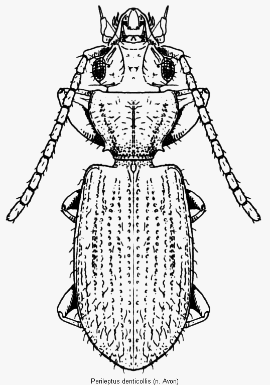 perileptus_denticollis_hab.gif