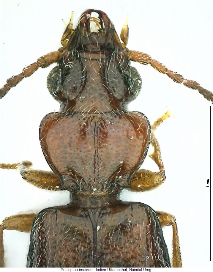 perileptus_imaicus_vk.jpg