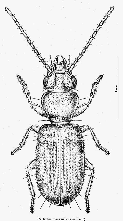 perileptus_mesasiaticus_hab1.gif