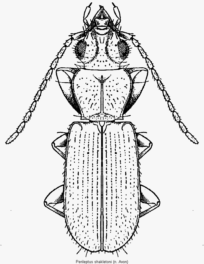 perileptus_shakletoni_hab.gif