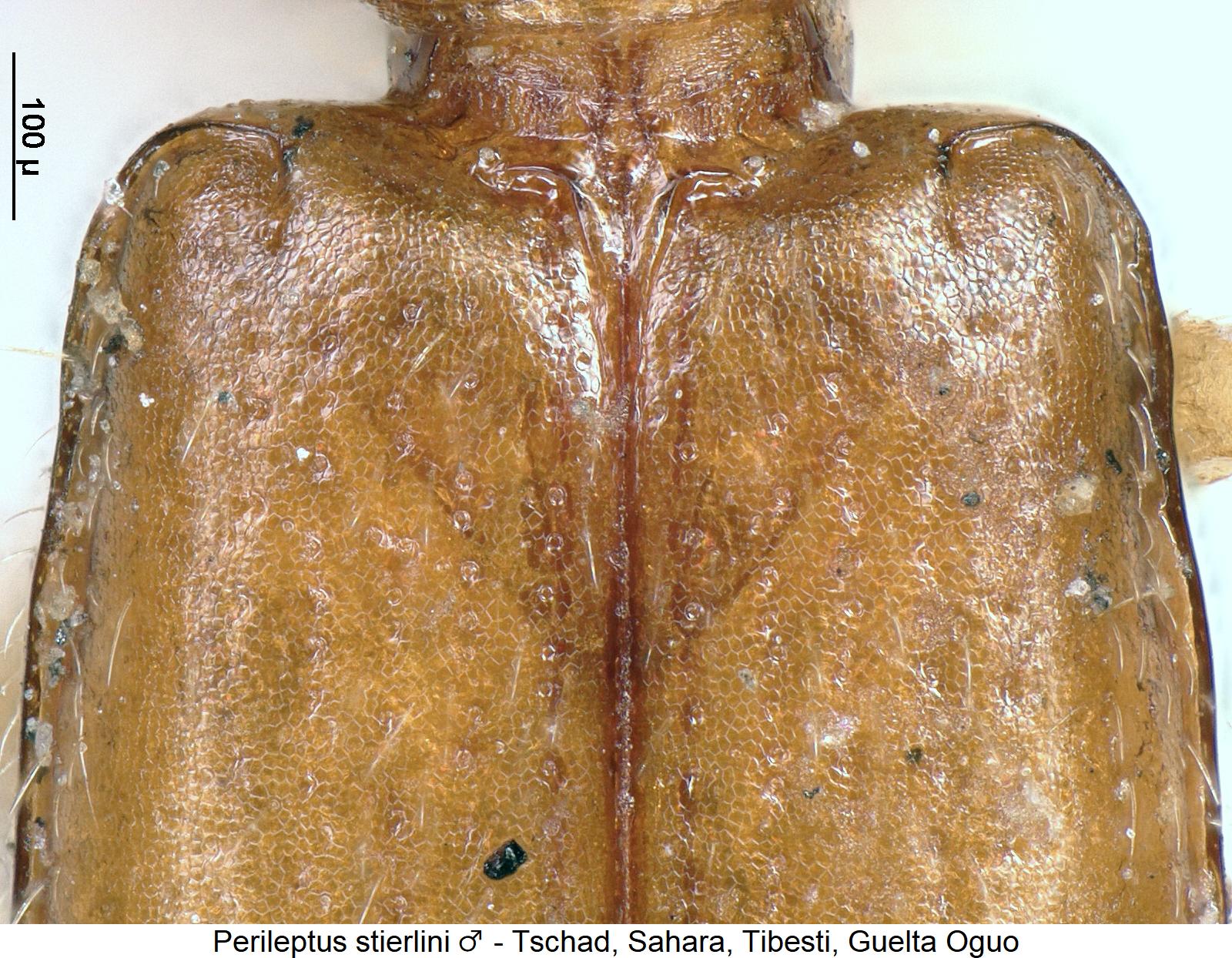 perileptus_stierlini_m_hum.jpg