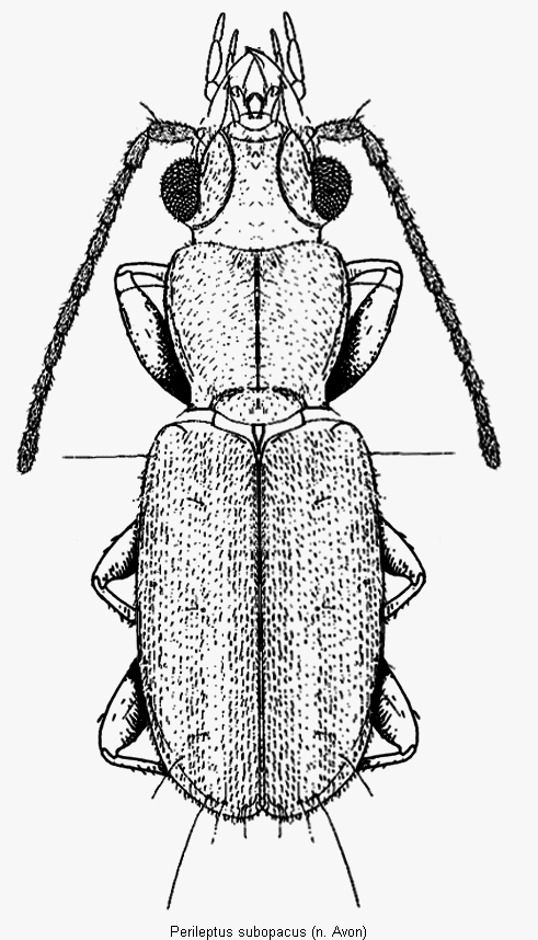 perileptus_subopacus_hab.gif