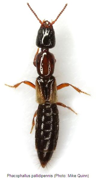 phacophallus_pallidipennis_hab.jpg
