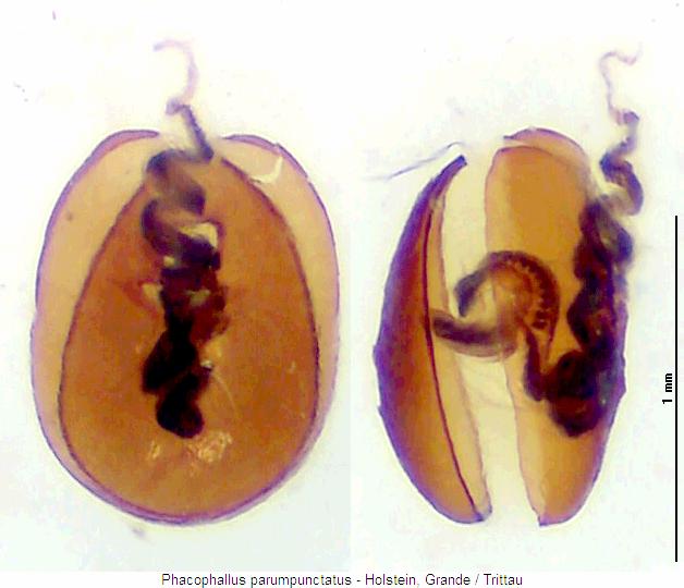 phacophallus_parumpunctatus.jpg