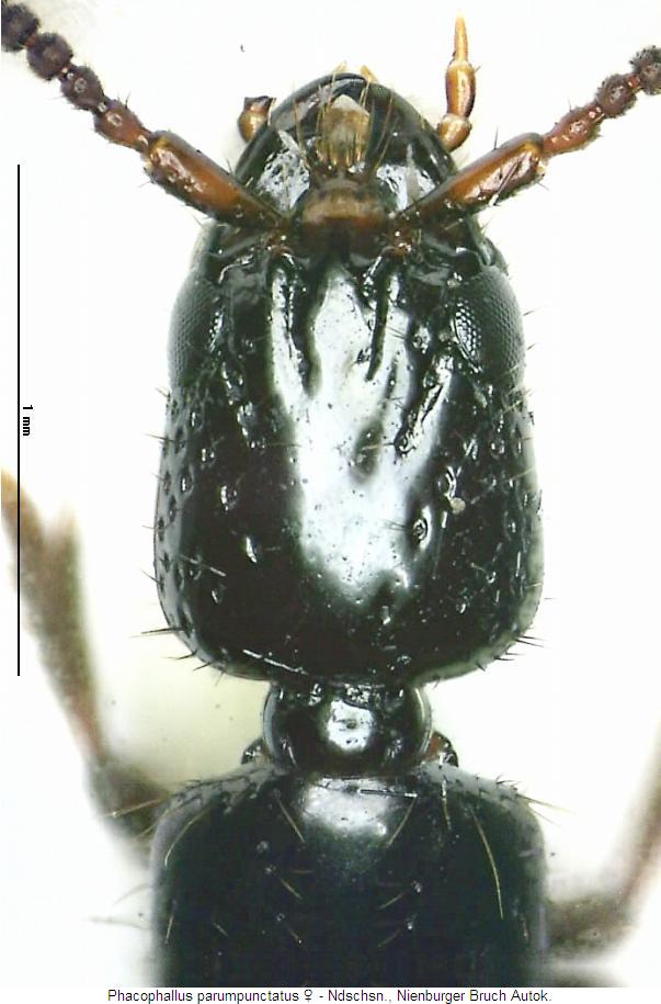 phacophallus_parumpunctatus_k3.jpg