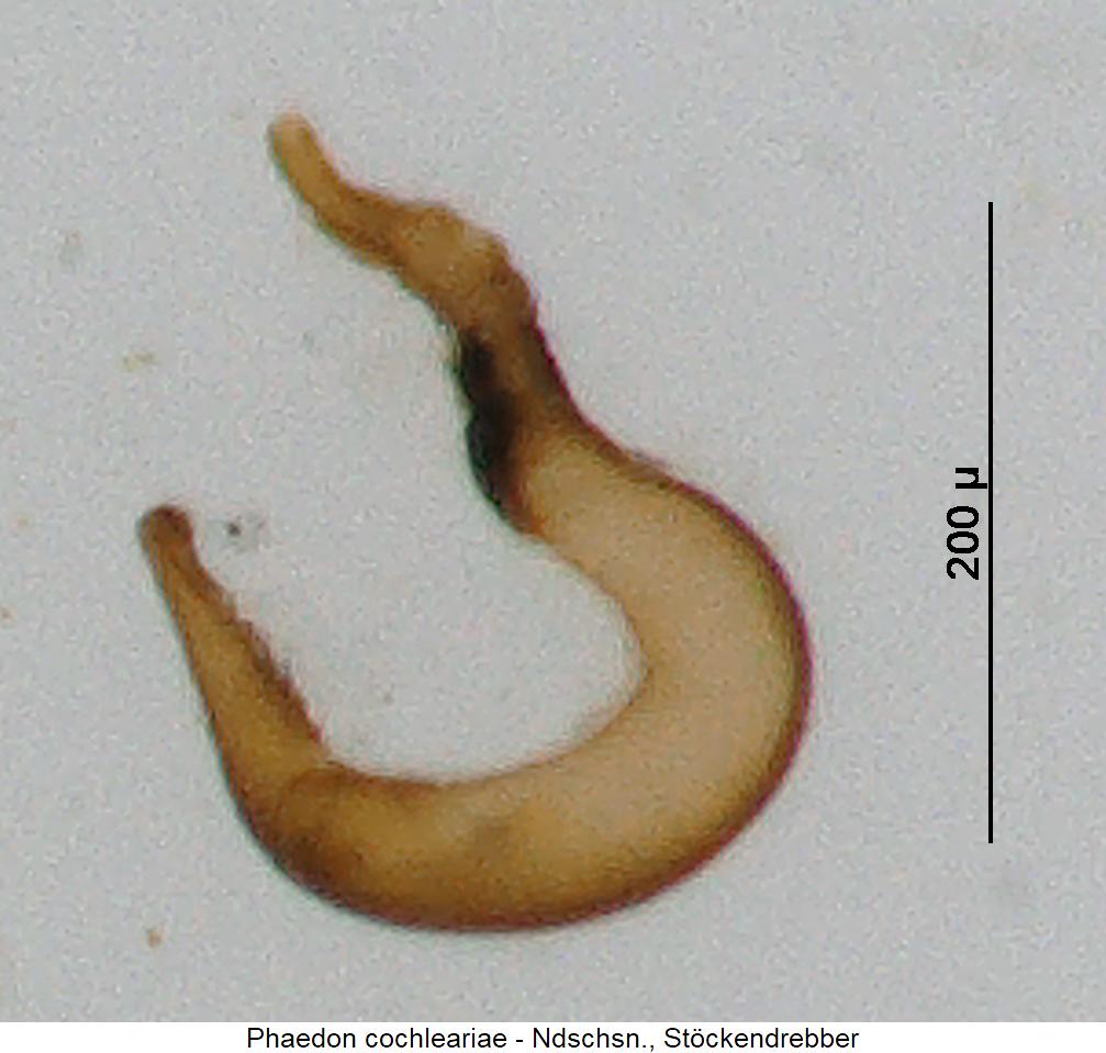 phaedon_cochleariae_sperm.jpg