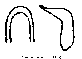 phaedon_concinnus.gif