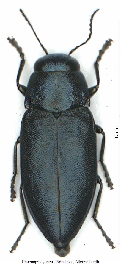 phaenops_cyanea_hab2.jpg