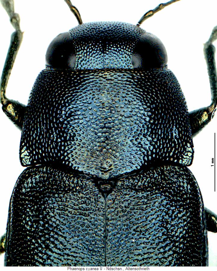 phaenops_cyanea_w_vk.jpg