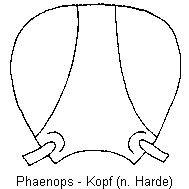 phaenops_k.gif