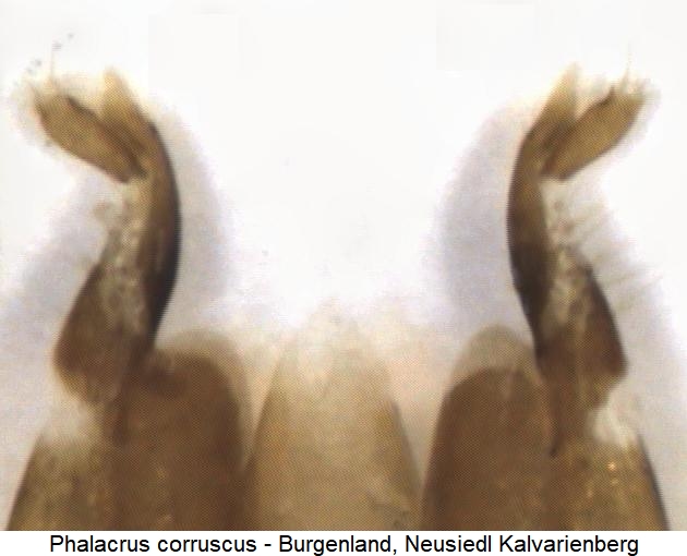 phalacrus_corruscus_ov.jpg