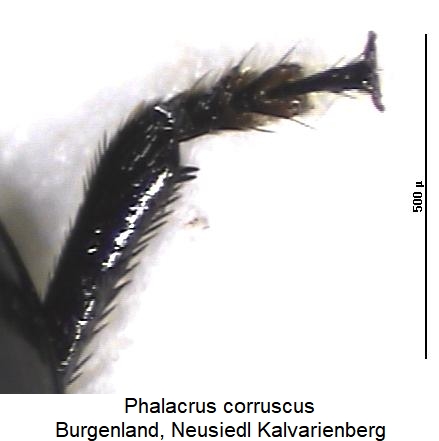 phalacrus_corruscus_vschn.jpg