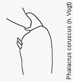 phalacrus_coruscus_vschn.gif