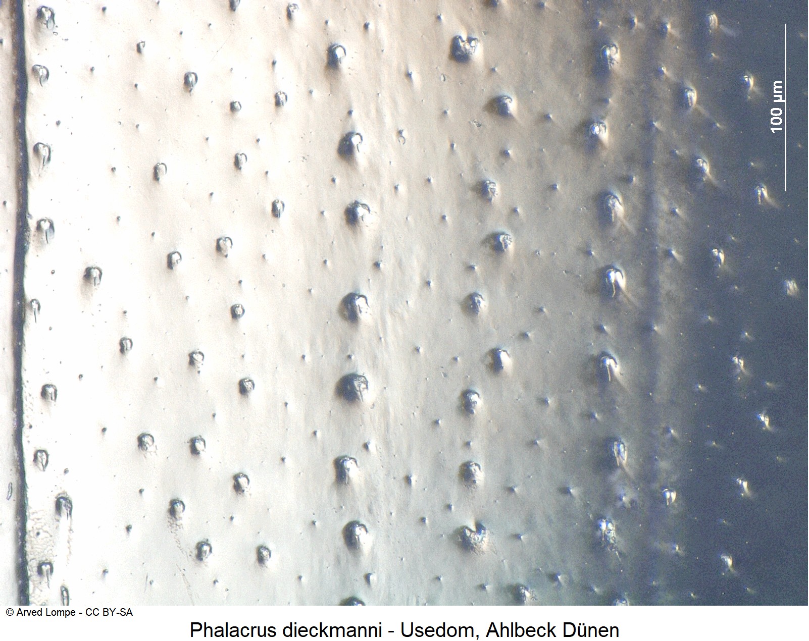 phalacrus_dieckmanni_ck23069_ms.jpg