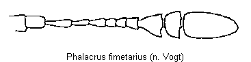 phalacrus_fimetarius_f.gif