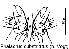 phalacrus_substriatus_ov.gif
