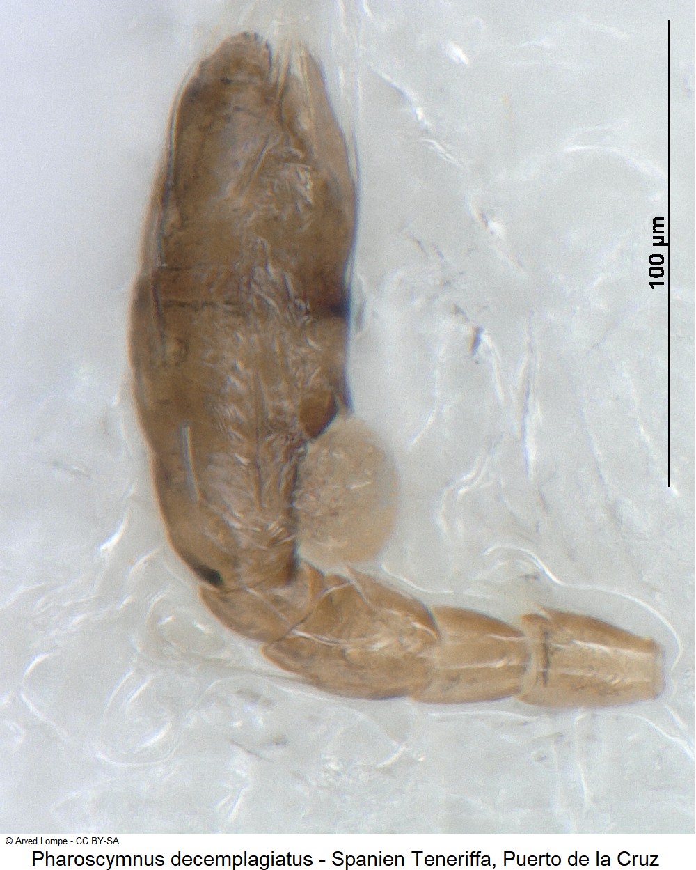 pharoscymnus_decemplagiatus_ck34373652_f.jpg