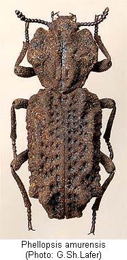 phellopsis_amurensi_hab.jpg
