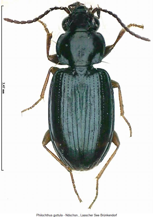 philochthus_guttula_hab.jpg