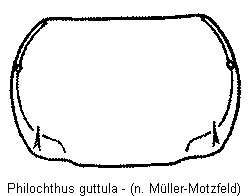 philochthus_guttula_hsch.gif