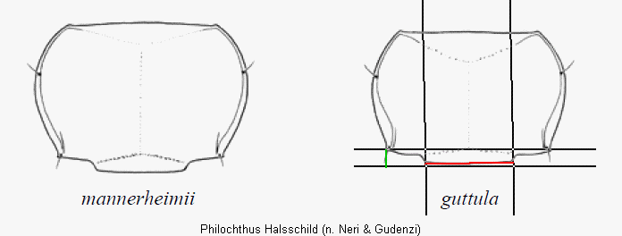 philochthus_halsschild1_hsch.gif