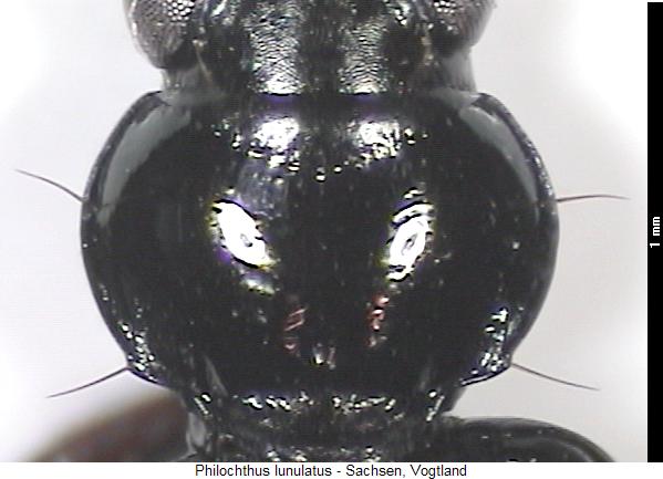 philochthus_lunulatus_hsch.jpg