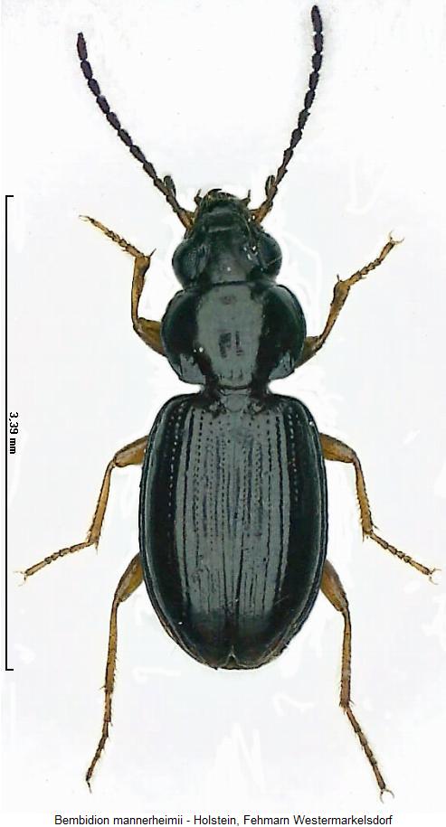 philochthus_mannerheimii_hab3.jpg