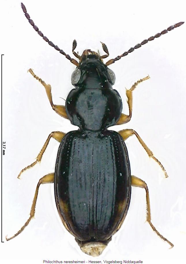 philochthus_neresheimeri_hab2.jpg