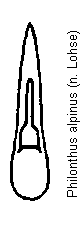 philonthus_alpinus.gif