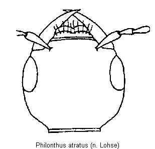 philonthus_atratus_k.gif