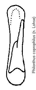 philonthus_coprophilus.gif