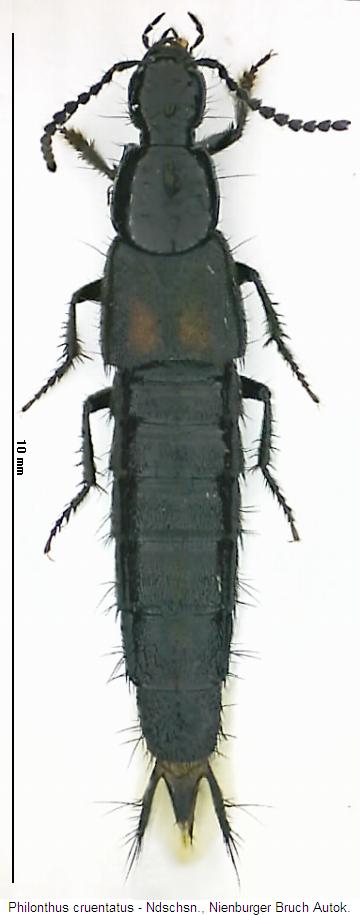philonthus_cruentatus_hab.jpg