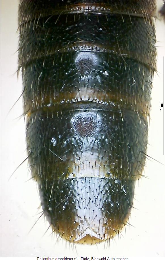 philonthus_discoideus_us.jpg