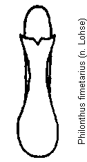 philonthus_fimetarius.gif