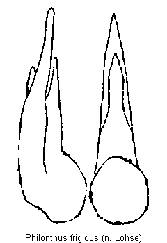 philonthus_frigidus.gif