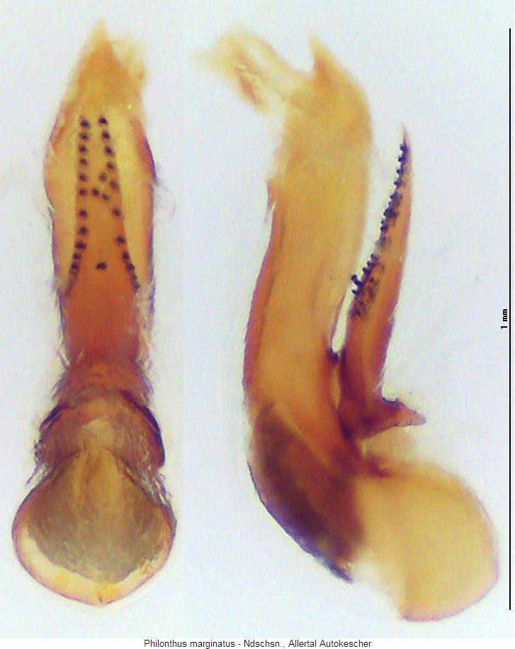 philonthus_marginatus.jpg