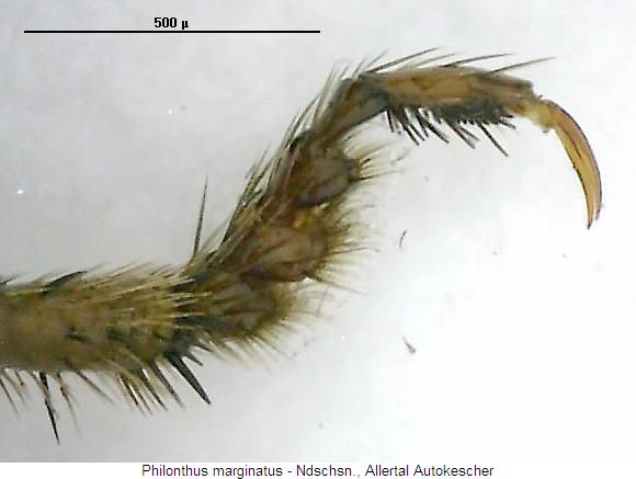 philonthus_marginatus_vtr.jpg