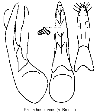 philonthus_parcus.gif
