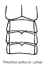philonthus_politus_hlb.gif
