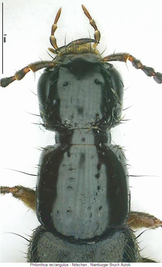 philonthus_rectangulus_vk.jpg