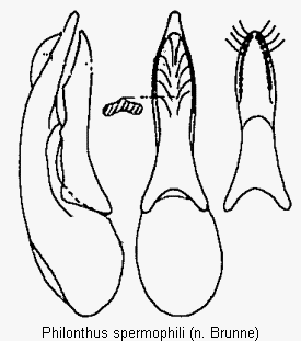 philonthus_spermophili.gif