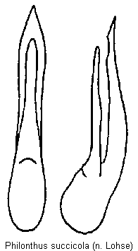 philonthus_succicola.gif