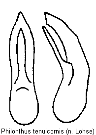 philonthus_tenuicornis.gif