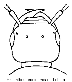 philonthus_tenuicornis_k.gif